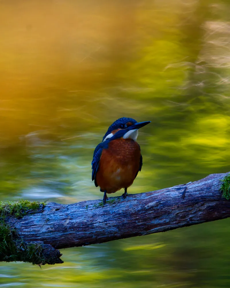 A kingfisher on a mossy log above golden water.