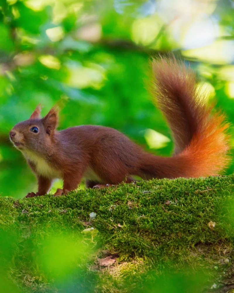 A red squirrel on a mossy branch in green forest light.